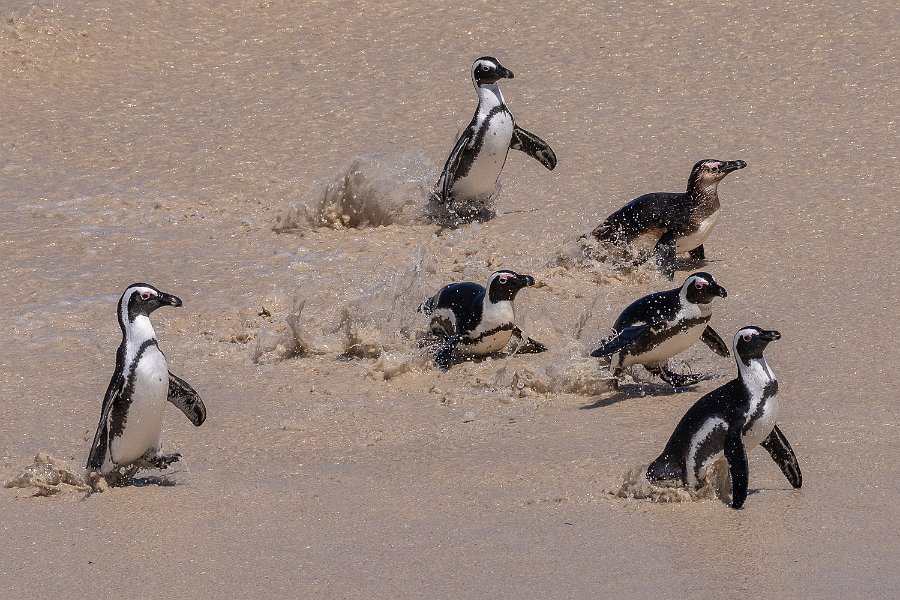 158 Boulders Beach, Zuid-Afrika.jpg